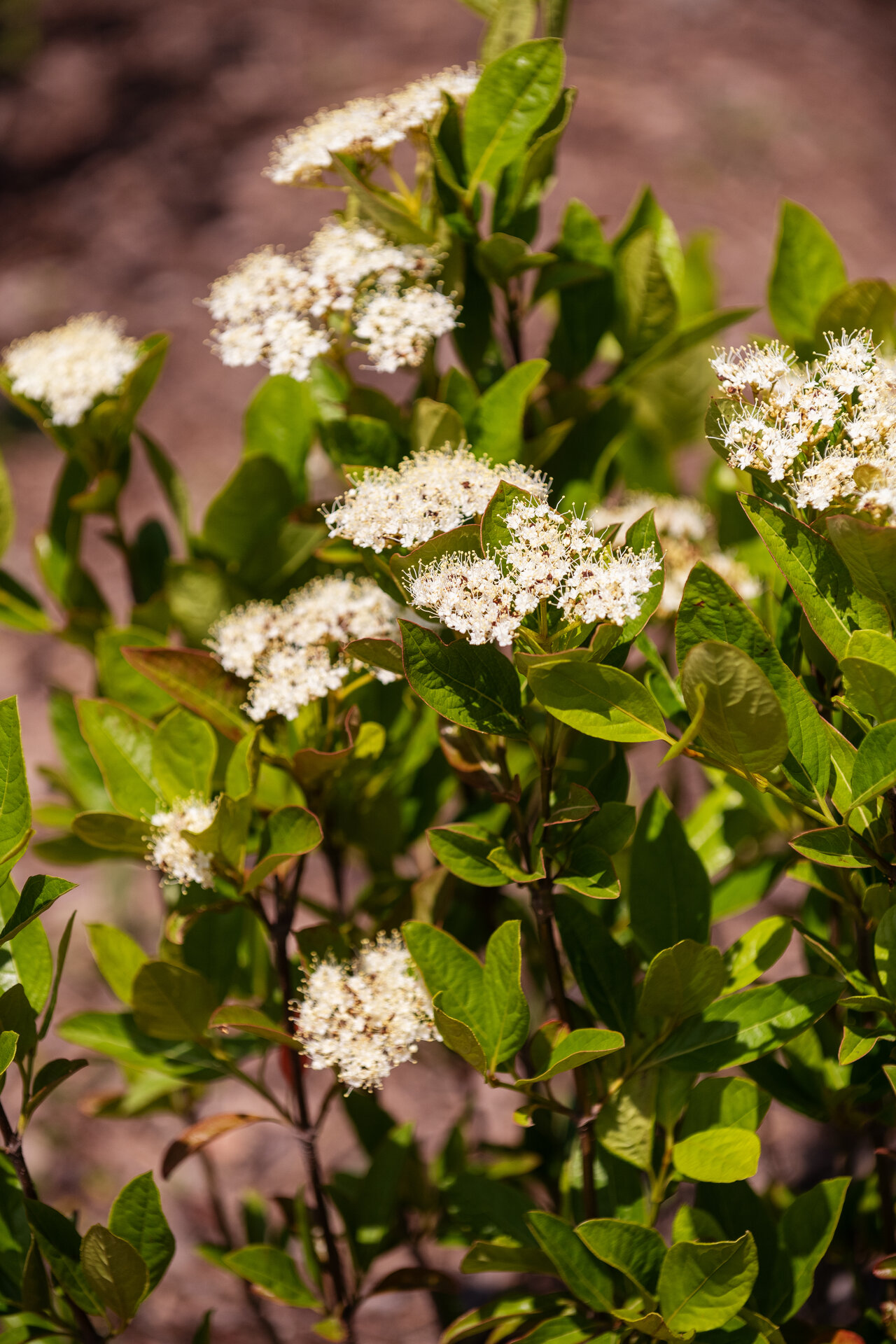 Viburnum nudum